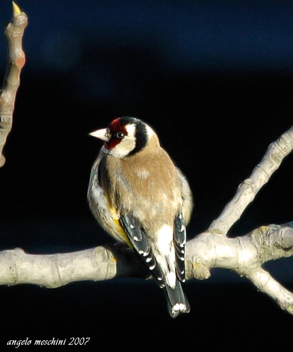 Cardellino, Carduelis carduelis